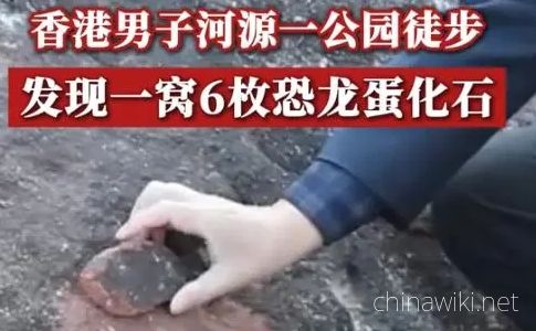 Hong Kong tourists discover a nest of six dinosaur egg fossils in Guangdong