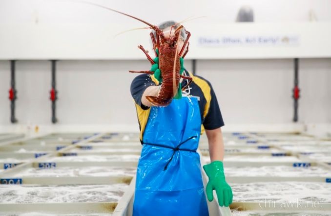 Australian lobster can immediately resume exports to China